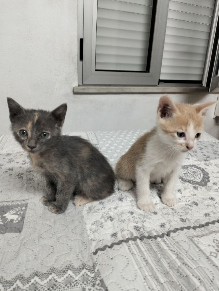 Garfield & irmãos para adoção