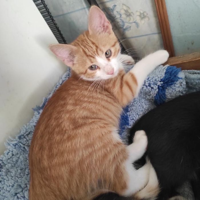 Красивый котенок Бесплатно