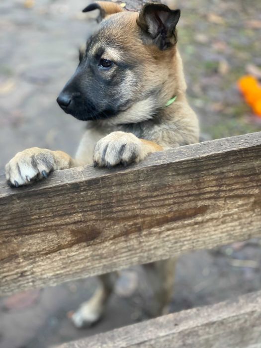 Елітні цуценята малінуа
