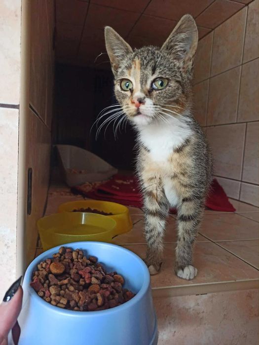 Koteczka szuka domku