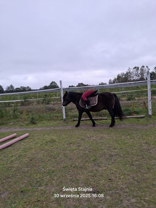 Sprzedam lub zamienię. Kuc 120cm. 6 lat. Wałach