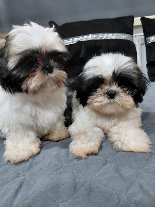 Śliczny piesek Shih tzu tri color