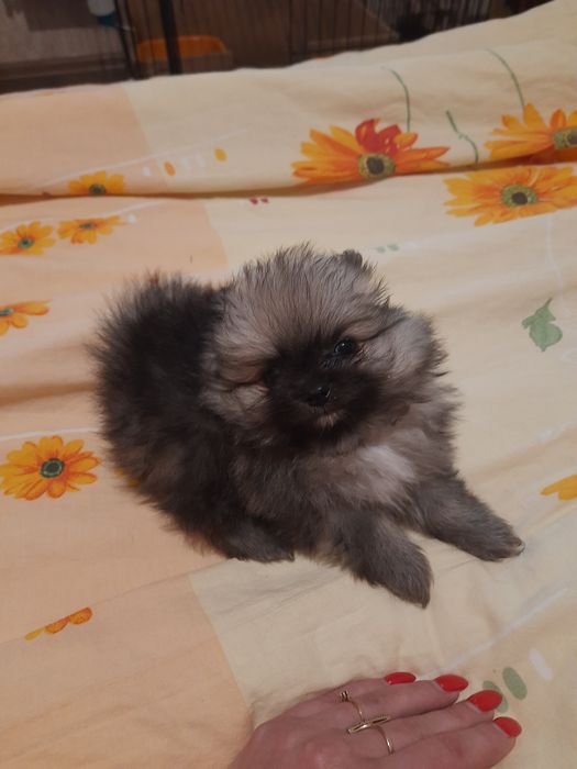 Продам плюшевых мишек