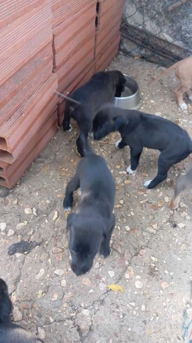 cachorros para adopção