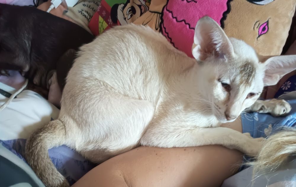 Ориентал девушка подросток