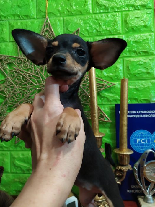 Шикарная тойка-брюнетка с перспективами! Док.КСУ.Чип,привита