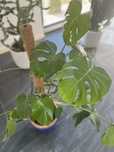Monstera kwiat doniczkowy