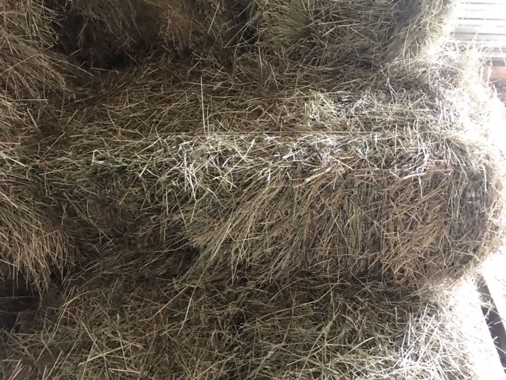 Продам сіно Киів обл в тюках, власник. Самовивіз.  Доставка сіна.