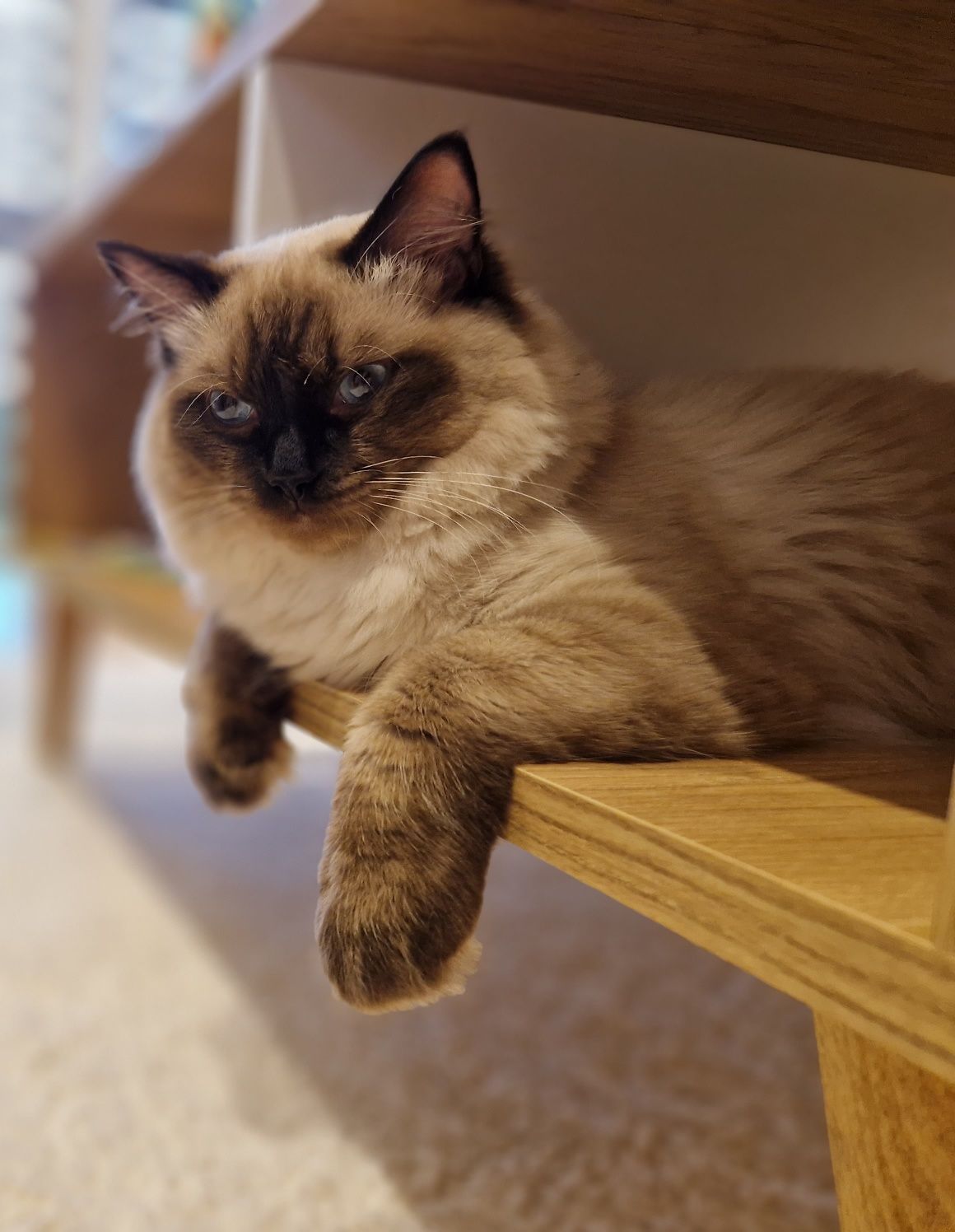 Kot rasa Ragdoll