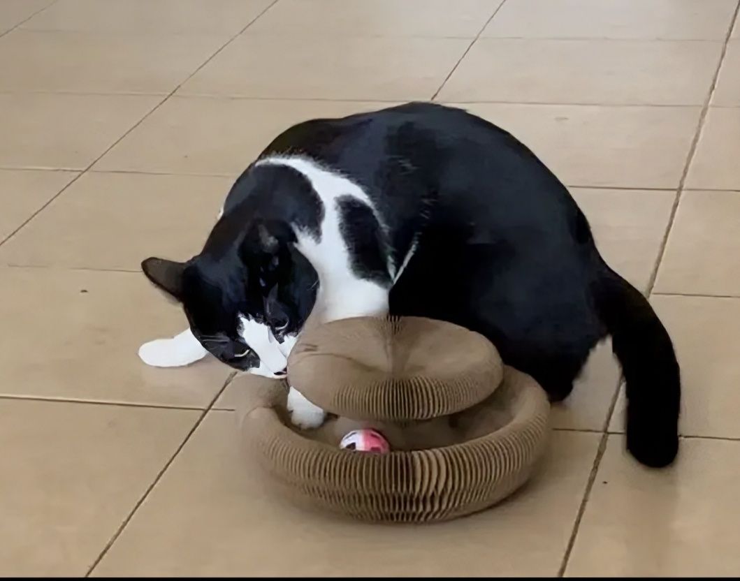 Іграшка для кота
