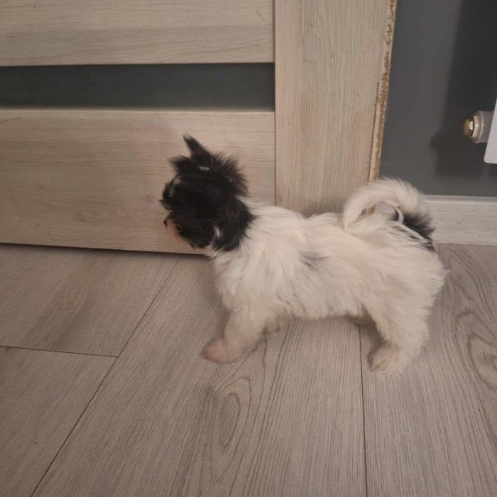 Szczeniaczki maltchi