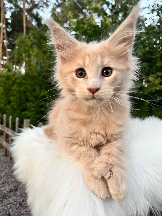 Супер кошеня, лагідний хлопчик з полілапками, мейн кун 3 місяця