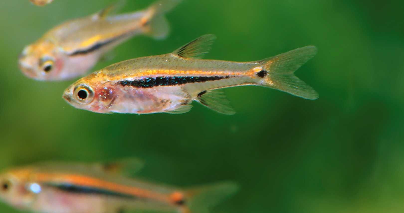 Razbora karłowata - Boraras urophthalmoides - Rasbora - dowóz, wysyłka