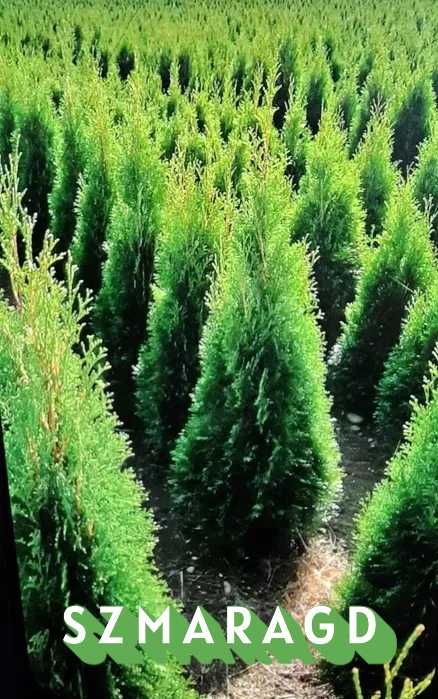 Tuja Szmaragd 250 , 220 cm SADZIMY (dostawa GRATIS cały kraj)