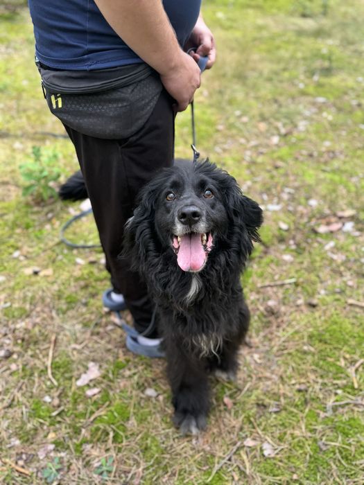 Latami zamknięty w boksie przez zwyrola… pies ideał do adopcji