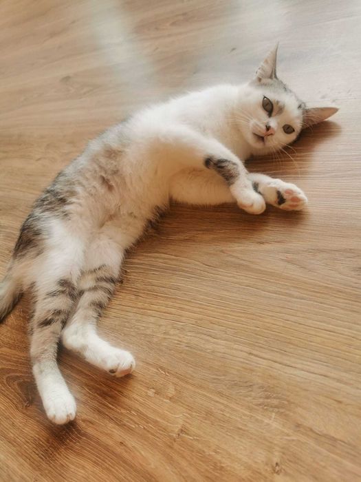 Urocza i spokojna Milka szuka kochającego domu