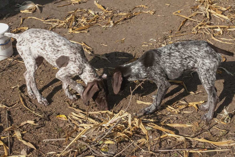 Цуценята курцхаара шукають свої домівки GSP