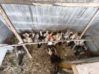 Patos mudos várias idades