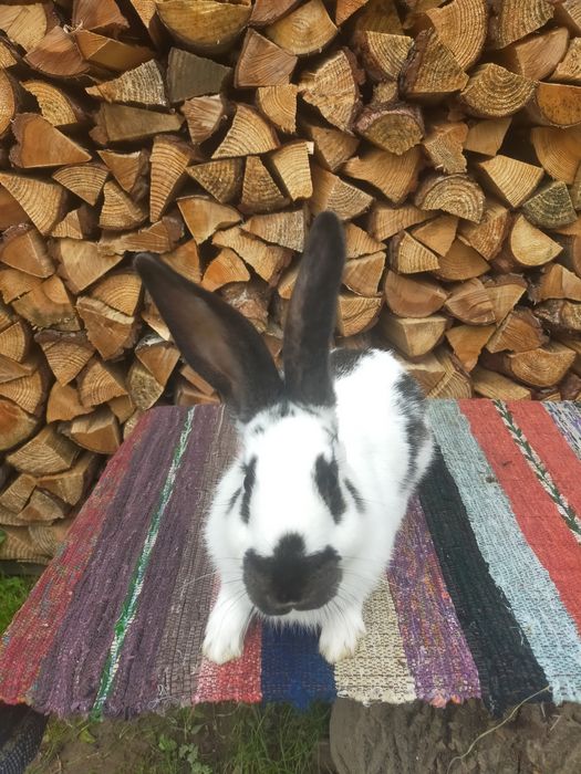 Кролі на плем'я Строкачі. Кролики, молодняк,кітні самки, робочі самці