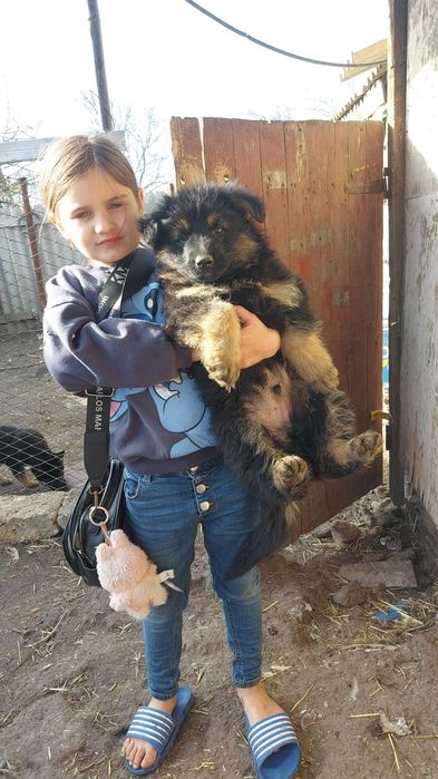 НА ОХОРОНУ!Довгошерстий крупний шикарний німець