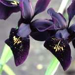 Irys Chryzografowy - Black Gold