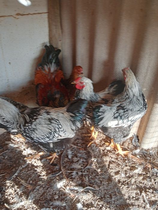 Galos wyandote e brahma perdiz dourada, 30€ cada.