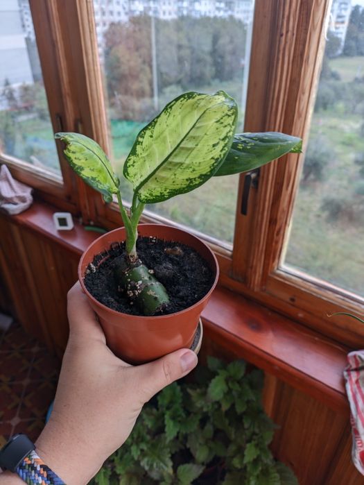 Товстянка, крассула, грошове дерево. Дифенбахія