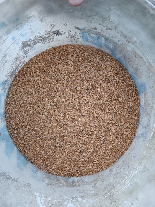 Proso ekologiczne z certyfikatem