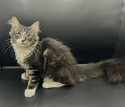 Gatinho bosques da Noruega com Lop