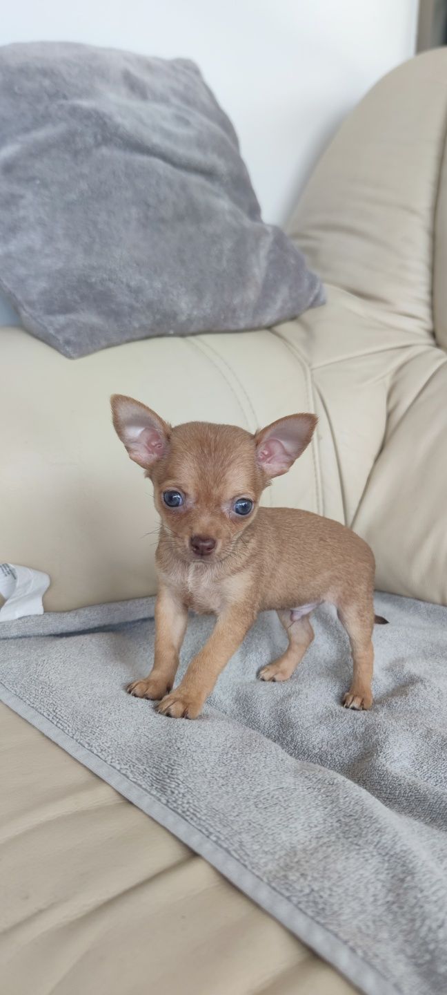 Chihuahua miniatura macho disponível