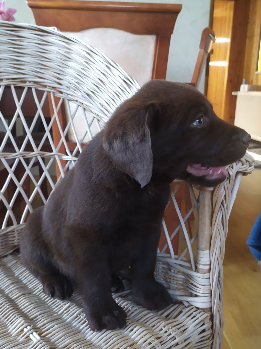 Labrador retriever