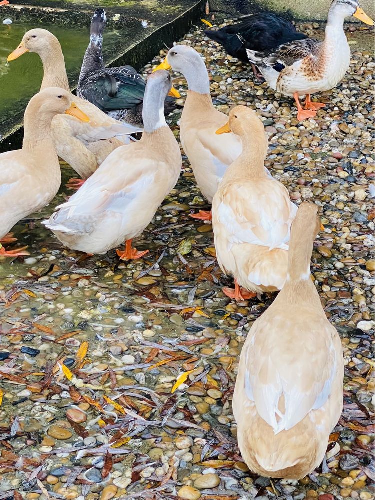 Patos / canard orpington.