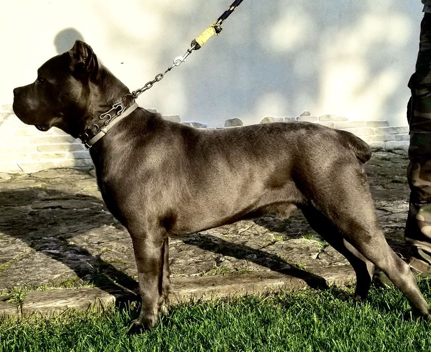 Cane corso szczeniak