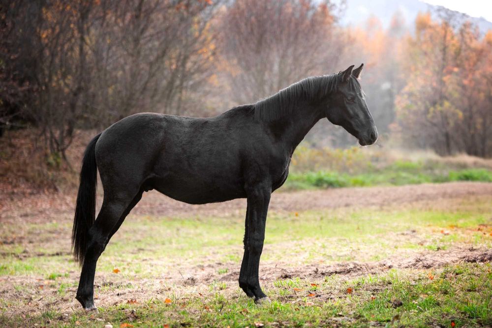 Ogier polski koń sportowy pełne pochodzenie PKS Holsztyn Zangersheide