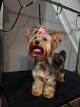 Yorkshire terrier suczka 2 lata
