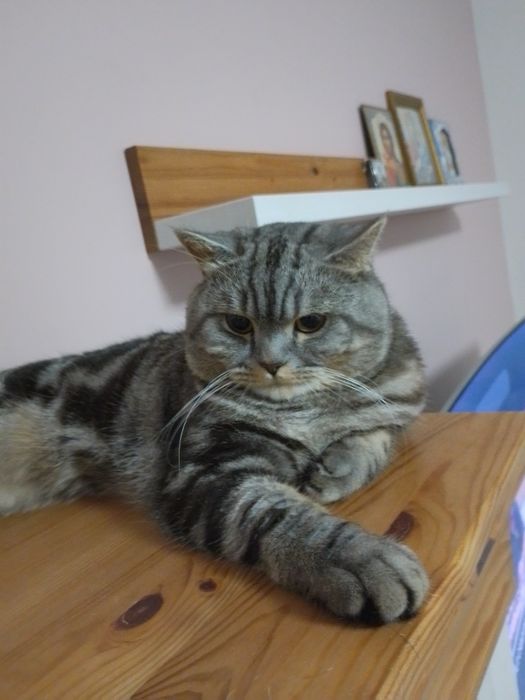 В'язка. Скоттіш страйт