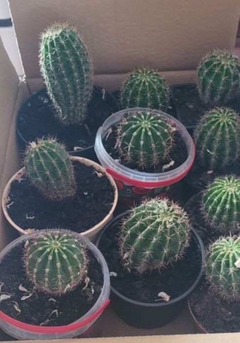 kaktus kwitnący odmiana Echinopsis eyriesii kwiat doniczkowy