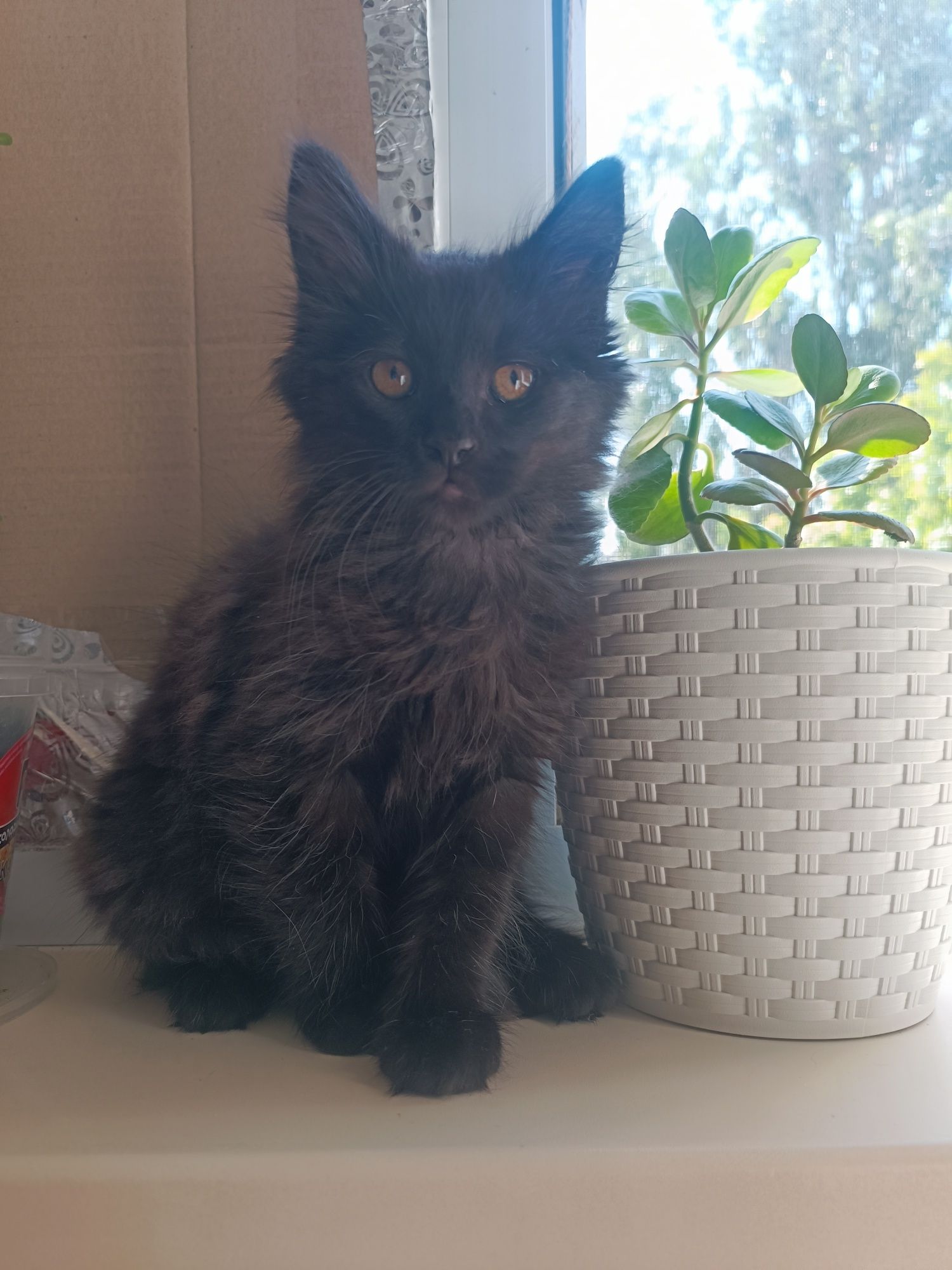 Котенок в хорошие руки