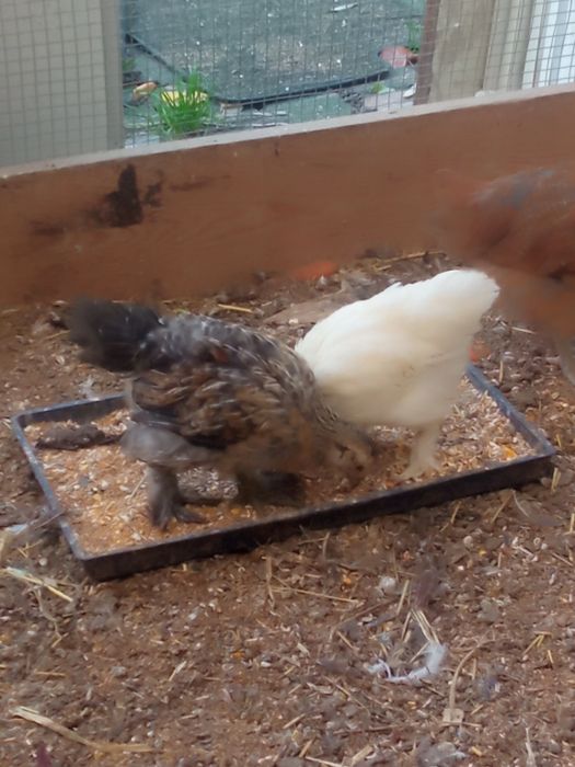 Kurczaki tegoroczne 6 sztuk mix