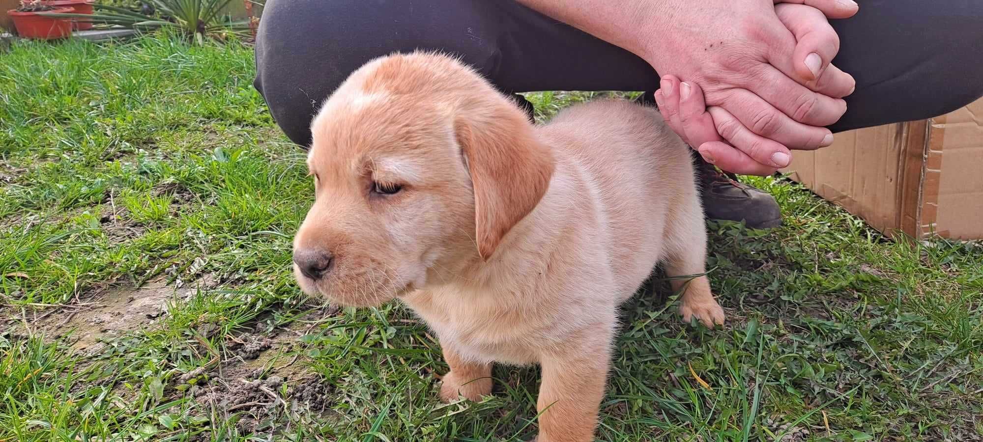 Piesek Labrador biszkoptowy