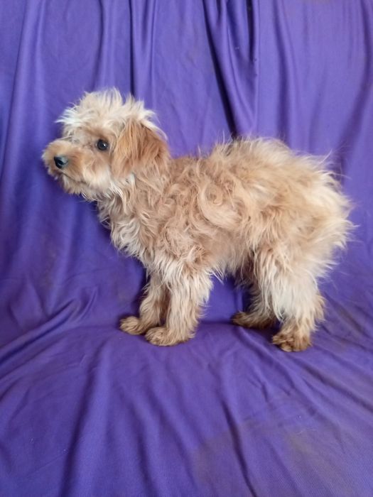 Мальтипу підрощені ласкаві привиті