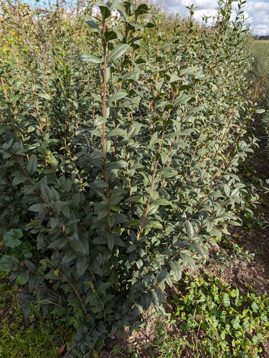 Ligustr pospolity na żywopłot o wysokości 1 m.