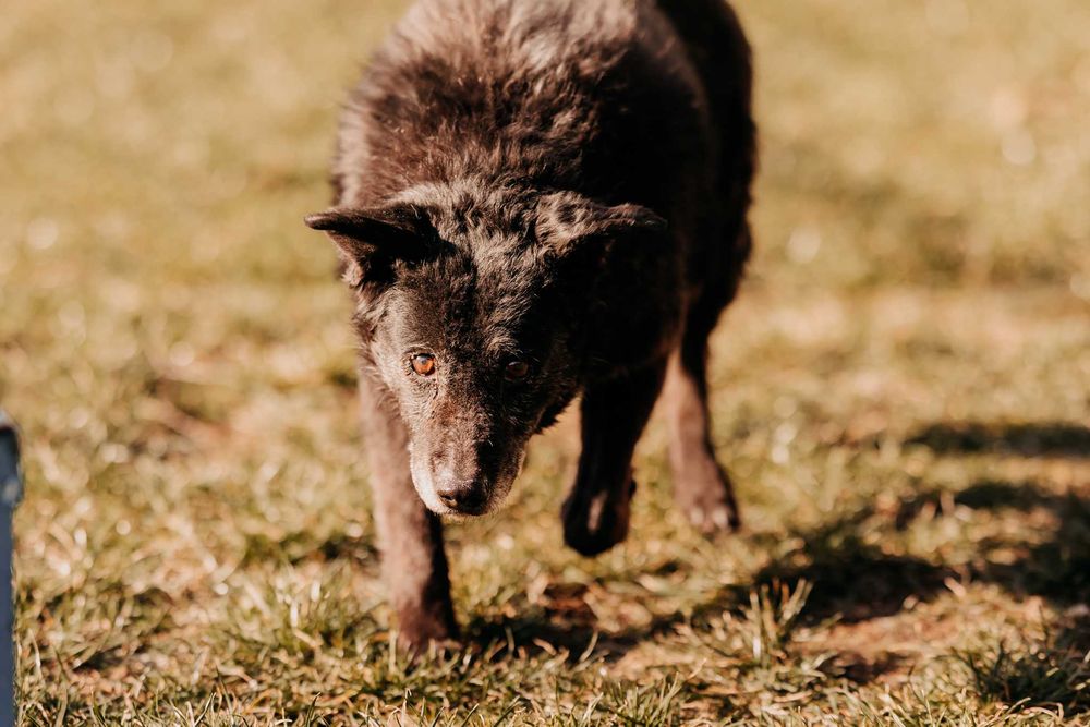 Bari - większość życia spędził w schronisku, nie traci nadziei