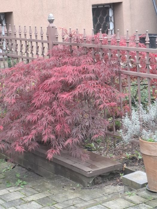 Klon miniaturka 1.5 meta