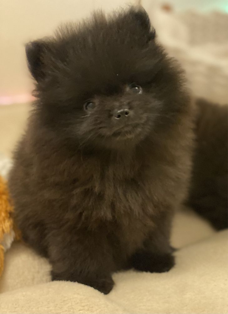 Pomeranian / szpic miniaturowy
