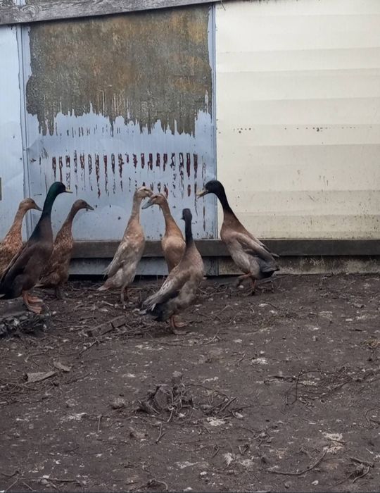 Продам сім'ю індійських бігунків