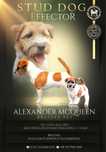 Jack Russell Terrier FCI ZKWP samiec pies reproduktor