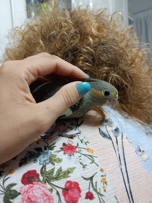 Caturras domesticada que fala