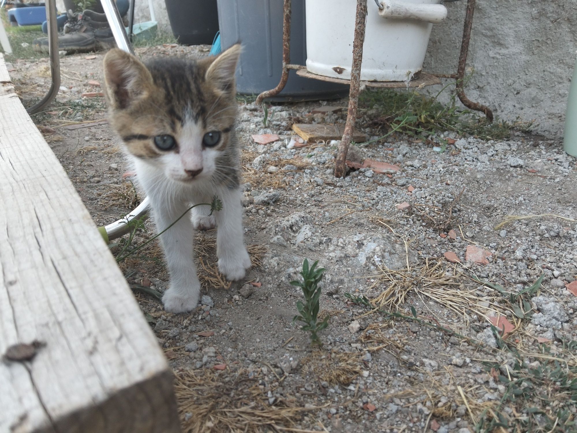 Gatinhos para Adoção