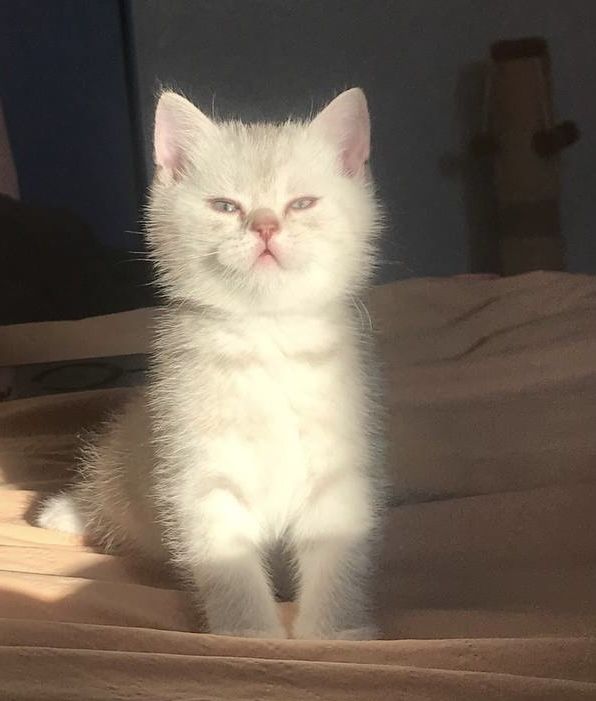 Продам шотландских котят